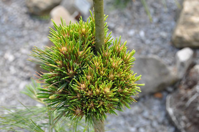 Pinus strobus 'Joshs Ornament'